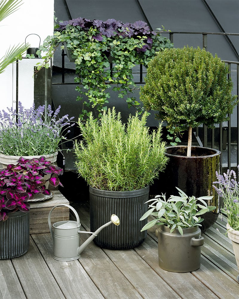 Skapa en grönskande oas med balkongväxter